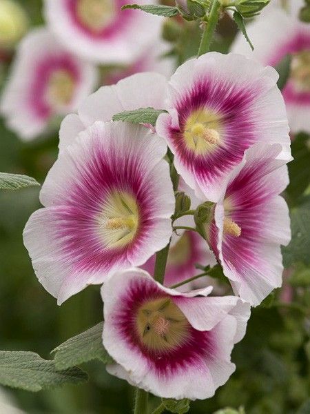 Rose trémière 'Halo Blush'