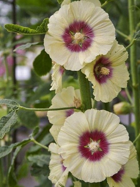 Rose trémière 'Halo Cream'