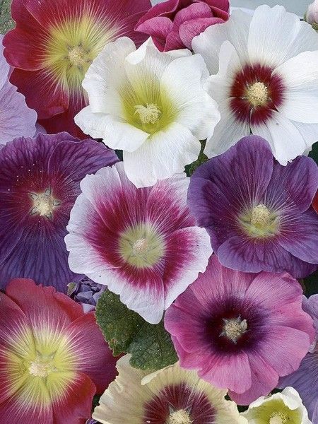 Rose trémière 'Halo Mixed'