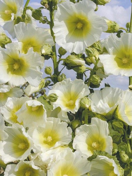 Rose trémière 'Halo White'