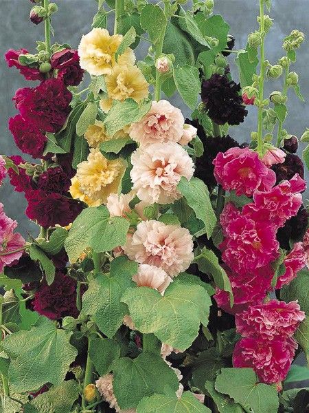 Rose trémière 'Majorette Mixed'