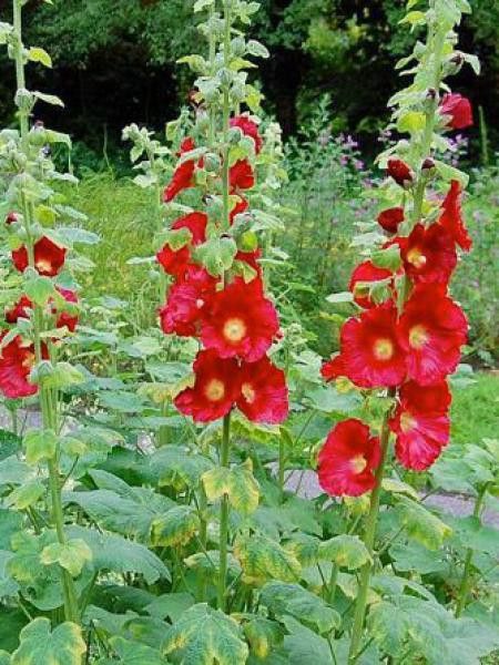 Rose trémière 'Mars Magic'