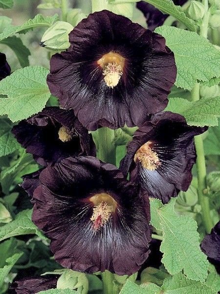 Rose trémière 'Nigra Jet Black'