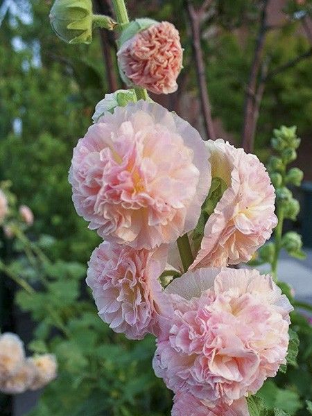 Rose trémière 'Peach 'n' Dreams'