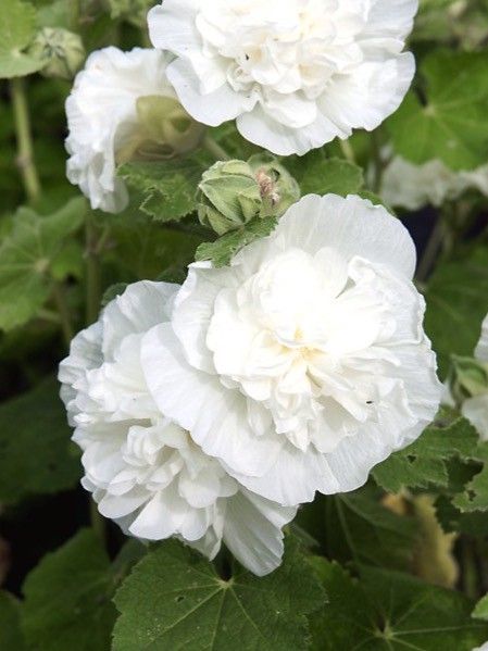 Rose trémière 'Pleniflora Alba'
