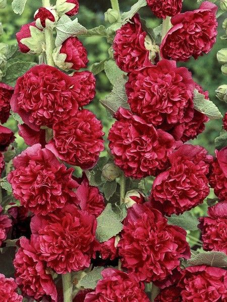 Rose trémière 'Pleniflora - rouge'