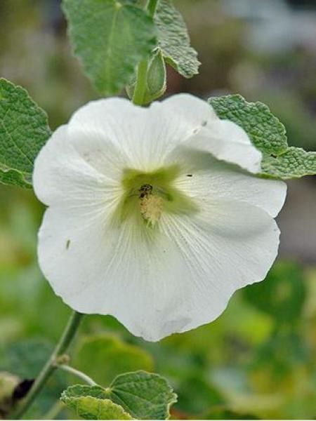 Rose trémière 'Polarstar'