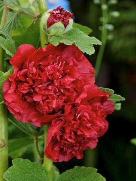 Rose trémière 'Scarlet'