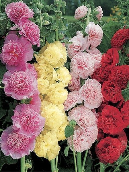 Rose trémière 'Summer Carnival Mix'