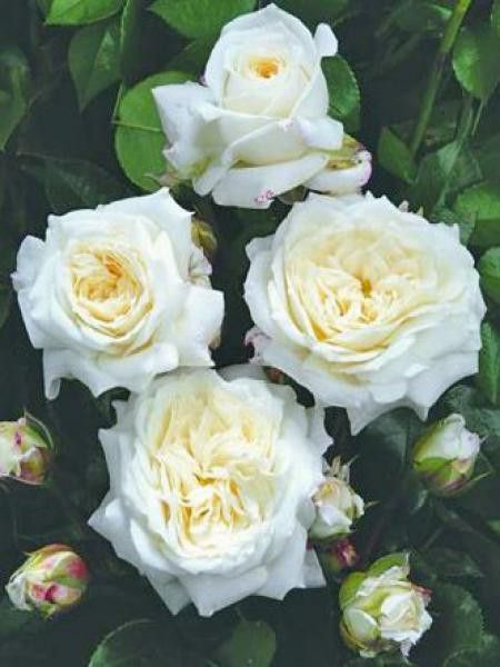 Rosier à fleurs groupées 'Alabaster'®