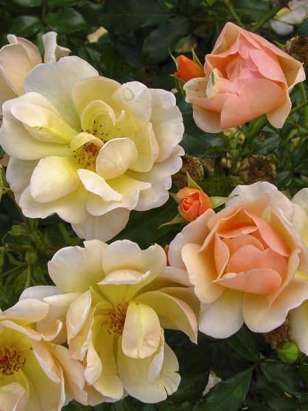 Rosier à fleurs groupées 'Amber Sun'