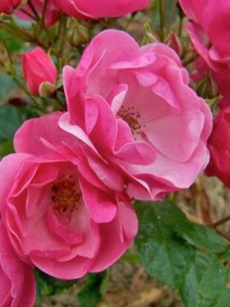 Rosier à fleurs groupées 'Angela'