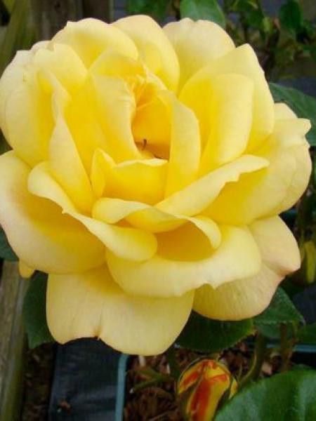 Rosier à fleurs groupées 'Arthur Bell'