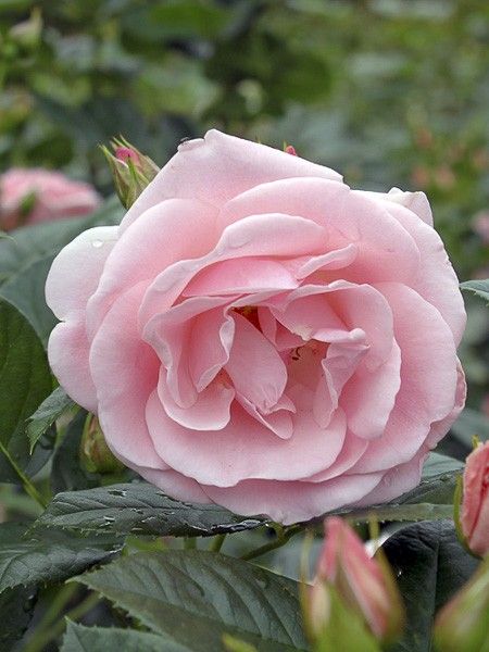 Rosier à fleurs groupées 'Astrid Lindgren'