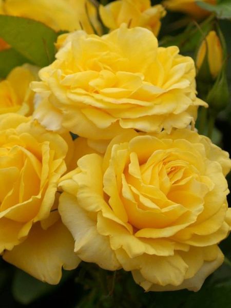 Rosier à fleurs groupées 'Carte d'or'®