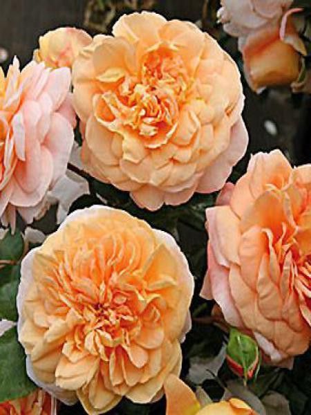 Rosier à fleurs groupées 'Cervia'