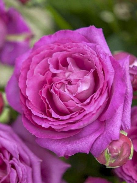 Rosier à fleurs groupées 'Claire Marshall '