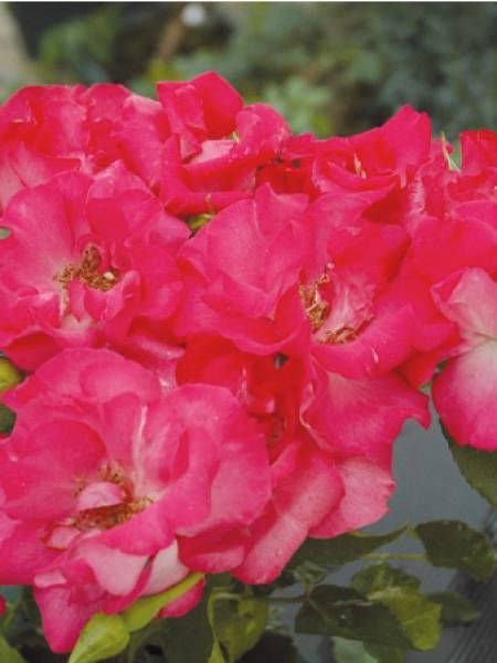 Rosier à fleurs groupées 'Eglantine Guillot®'