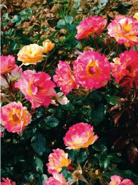 Rosier à fleurs groupées 'Emile Debroise®'