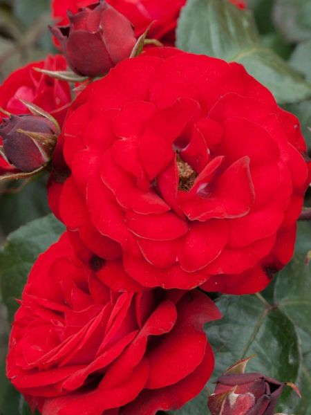 Rosier à fleurs groupées 'Europeana'