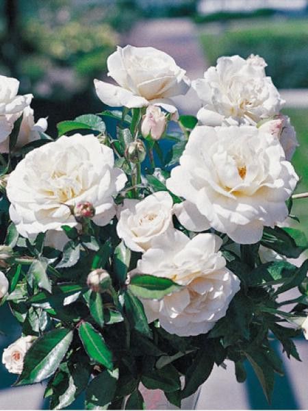 Rosier à fleurs groupées 'Fabulous'