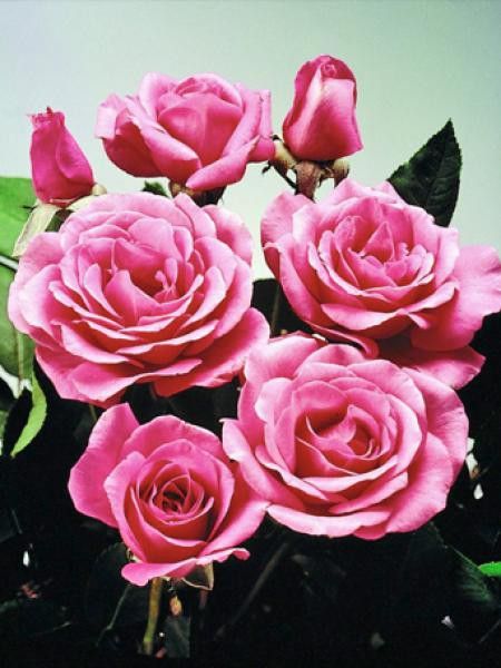 Rosier à fleurs groupées First Kiss'®'