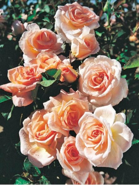 Rosier à fleurs groupées 'Flirtatious'®