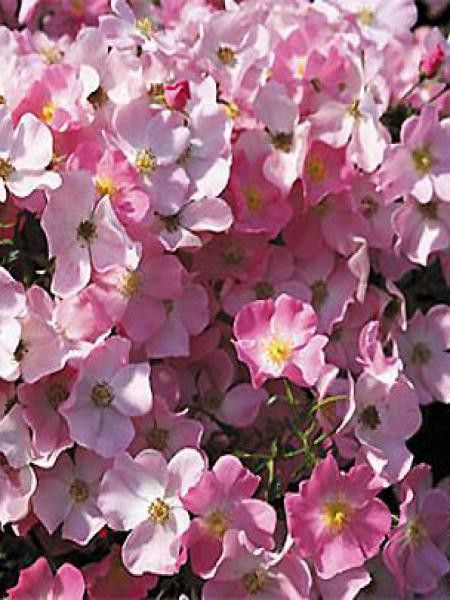 Rosier à fleurs groupées 'Fortuna'