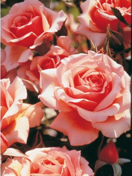 Rosier à fleurs groupées 'Fragrant Apricot®'