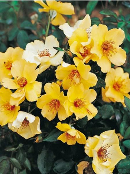 Rosier à fleurs groupées 'Francine Royneau'