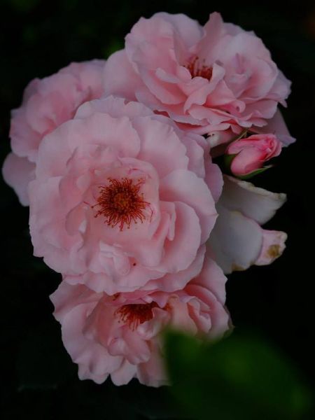 Rosier à fleurs groupées 'Geisha'®