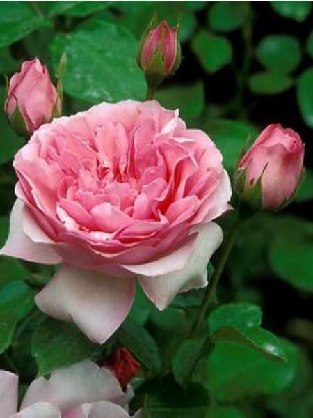 Rosier à fleurs groupées 'Guy de maupassant'