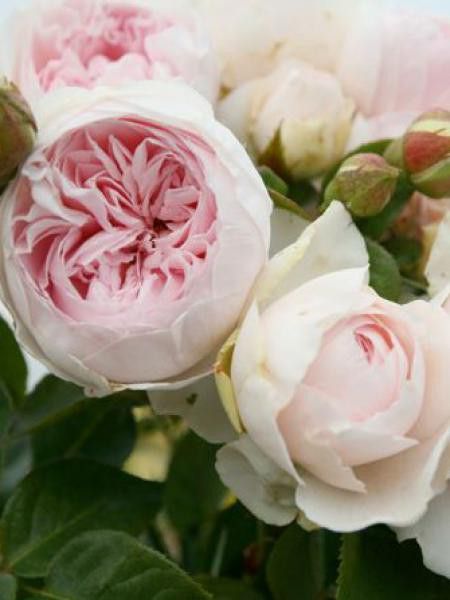 Rosier à fleurs groupées 'Herzogin Christiana'®