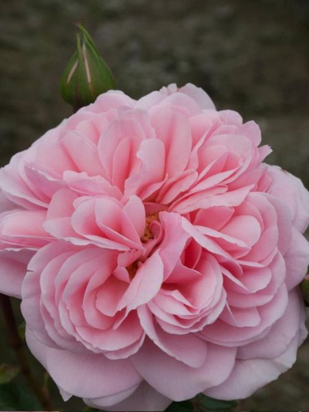 Rosier à fleurs groupées 'Home & Garden'