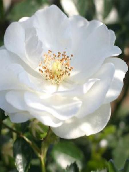 Rosier à fleurs groupées 'Innocencia'