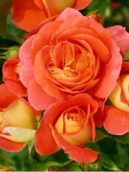 Rosier à fleurs groupées 'Joli Tambour'