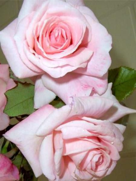 Rosier à fleurs groupées 'Kalinka'