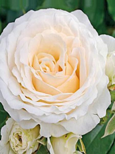 Rosier à fleurs groupées 'Kosmos'