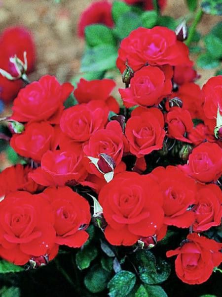 Rosier à fleurs groupées 'Laure Charton'®