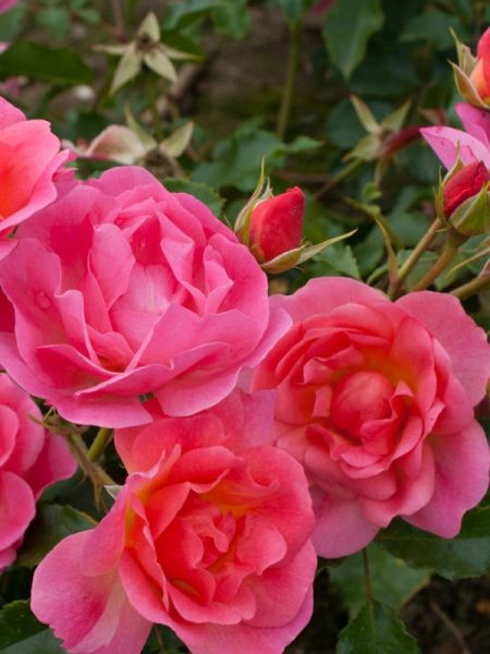 Rosier à fleurs groupées 'Maxi Vita'