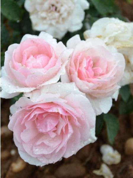 Rosier à fleurs groupées 'Mémoire de Montluc'