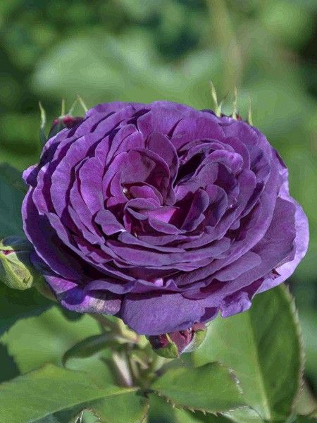 Rosier à fleurs groupées 'Minerva'