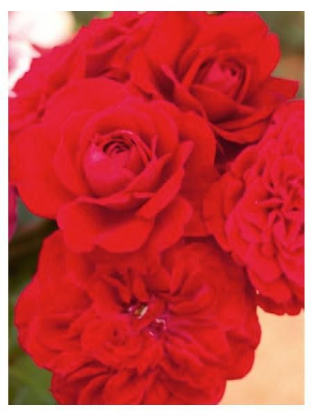 Rosier à fleurs groupées 'Mona lisa'