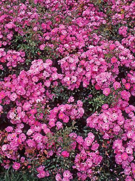 Rosier à fleurs groupées 'Neon'