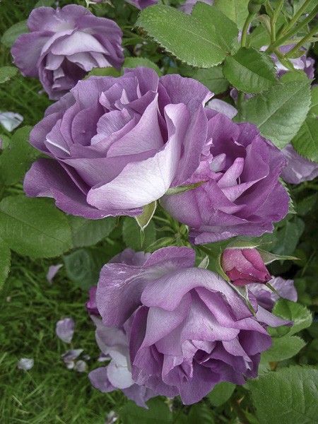 Rosier à fleurs groupées 'Pacific Dream'