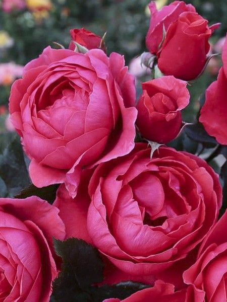 Rosier à fleurs groupées 'Parfuma Princesse De Jardin Marie
