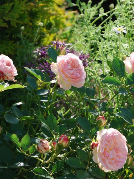 Rosier à fleurs groupées 'Pastella'®
