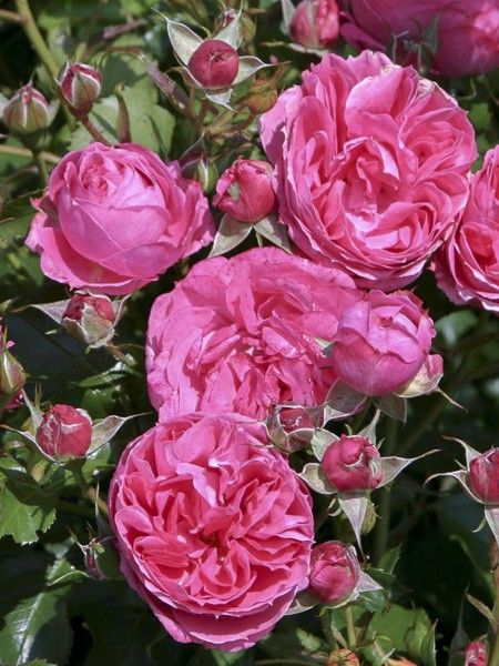 Rosier à fleurs groupées 'Patio Rose Moin Moin Korfloci23