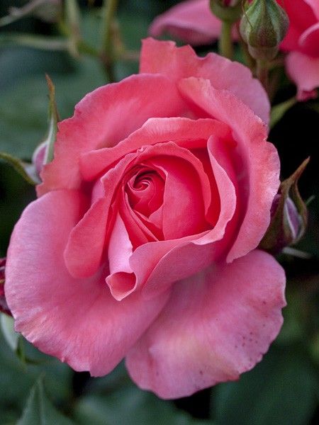 Rosier à fleurs groupées 'Pernille Poulsen'