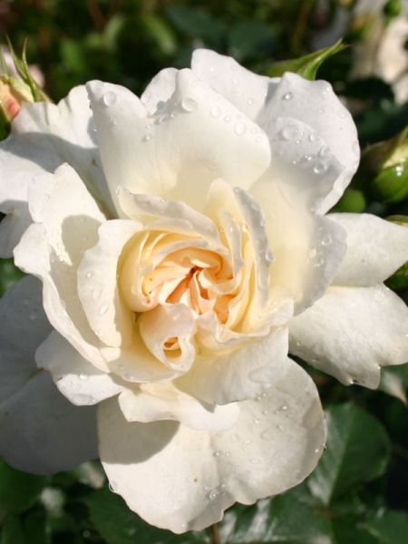 Rosier à fleurs groupées 'Petticoat'